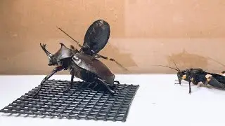 【閲覧注意】国産カブトムシを捕食するサシガメ‗An assassin bug that preys on beetles.　＜生物観察　昆虫バトル　爬虫類　飼育＞