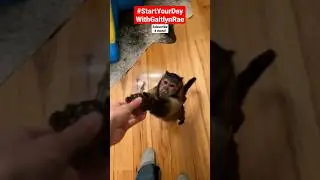 Grae Farms WWE #lifewithgaitlyn #funny #cute #bouncycastle