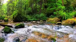Relaxing River Sounds - Lush green Forest River, White Noise for Sleep, Stress & Study, 10 hours