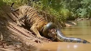 Tiger vs Titanoboa: When the Jungle King Faces a Prehistoric Nightmare