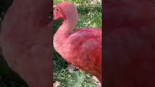 Scarlet Ibis / best bird watch video #birds #birdwatching
