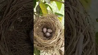 3 eggs of sparrow are in the nest ! natural short videos 30 seconds #short #eggs #nest #sparrow