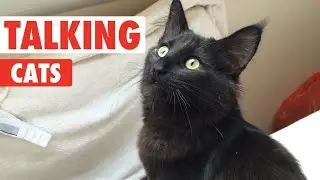 funny talking cat videos 2024 |When These Cats Speak English Better Than Hooman! 😸