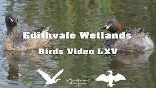 Edithvale Wetlands - Birds Video - LXV