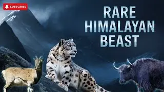 Which Rare Himalayan Beasts Survive Above the Clouds? | Rare Himalayan Animals | Himalayan Wildlife