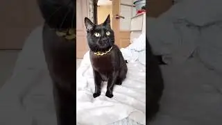 Не по карману!? 🤭🫣🤣 #shortvideo #shots#catlover #cat#тренды#котики#мем #рек#юмор#топ#жиза #животные