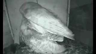 OWLS MATING