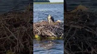 Osprey nests 🪺 #nature #ospreys #ospreynest #ospreycam #adirondackpark #birdwatching #birds