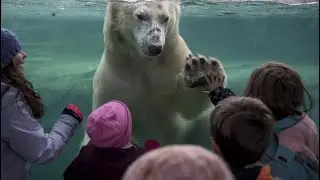 Most Visited Zoo in Canada | Polar Bear | Grizzly Bear | Black Bear