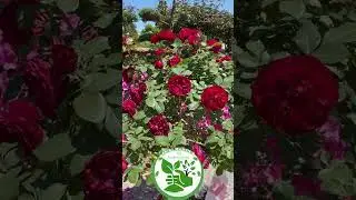Как вам Роза ?🌹 #shorts #green #garden #reels #top #reality #reels #top #gazon #sad