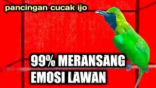 PEMBANGKIT EMOSI || CUCAK IJO GACOR JAMTROK FULL TEMBAKAN NGERI.