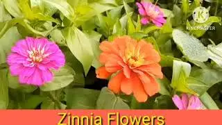 zinnia flowers information