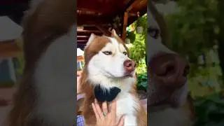 The Truth About Huskies 😯