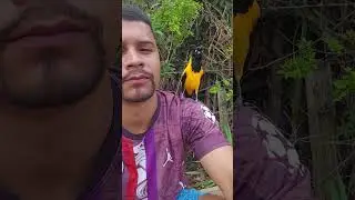 Olha s&oacute; para esse canto melodioso#viral