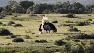 Male ostrich (Struthio camelus) displaying, Western Cape, South Africa.