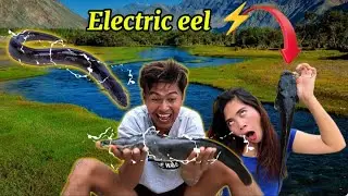 Hunting  | Electric eel⚡