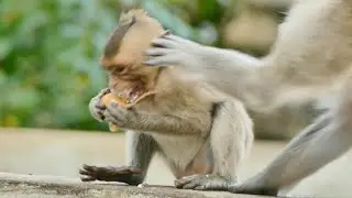 Bad Mommy Monkey Emila...As The Poorest Little Girl Emily Eating , Emila Attacks Her Behind To Fall