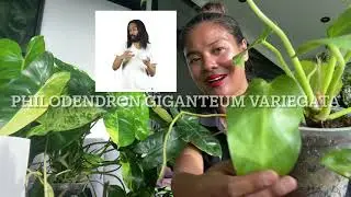 11 plantes à variegations stables ( traduction pour malentendants @myjungleflat )