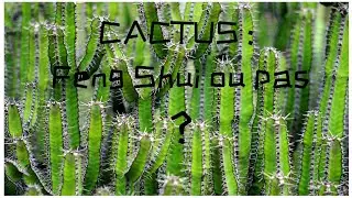 Le cactus dans une habitation : Feng Shui ?