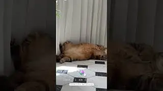 i love u baby 🍬 #catsvideo #cats #funnycats #catsonyoutube #catsontiktok #catslovers