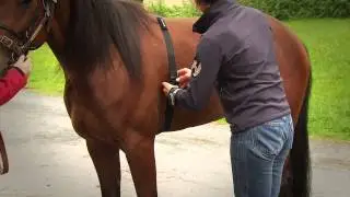 Polar Equine Eletrodengurt und H2 Sensor mit dem CS600X