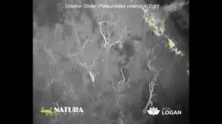 Greater Glider (Petauroides volans) during flight