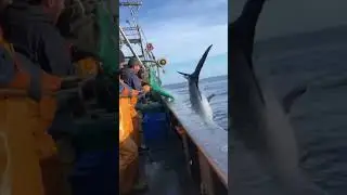 Они не были готовы к такому улову 🦈