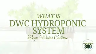 What is DWC Hydroponic System - hydroponics360.com