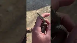 Snake Surprise 🐍: Fear & Fascination #animalsfacts #snake