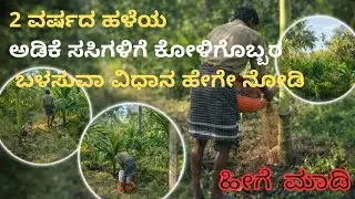 Poultry waste usage in ARECA PLANTATION | ಅಡಿಕೆ ಸಸಿಗಳಿಗೆ ಕೋಳಿಗೊಬ್ಬರನ್ನು ಬಳಸುವ ವಿಧಾನ ನೋಡಿ