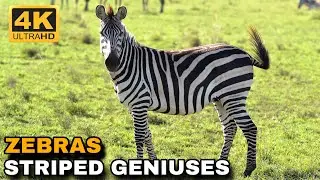 Zebras: Everything You Wanted to Know About These Amazing Animals!