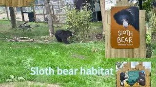 Sloth bear enclosure tour Edinburgh zoo 