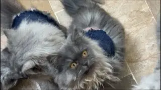 Kitten’s Time Asking for chapati 🤣🙃🥰😻