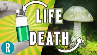 The World&rsquo;s Deadliest Mushroom May Finally Have an Antidote