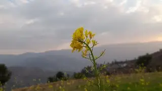 पहाडों   की खुबसूरत  दिनचर्या⛰️😊😊