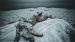محاكي الحيوانات Animalia | خلونا نزرف صغار اللاعبين😏