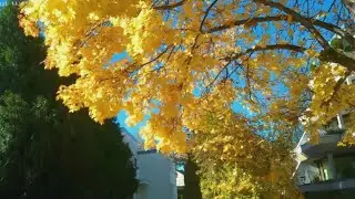 Sch&ouml;nheiten des Herbstes (oder) Herbstsch&ouml;nheiten. (Красавицы осени (или) Oсенние красавицы)