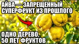 Одно дерево кормит 50 лет: фрукт с втрое больше витамина С, чем яблоко, уничтоженный индустрией