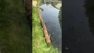 Living Log&reg; Pond Install, DIYerosioncontrol.com