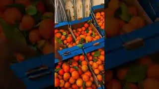 Yasin market suzzara