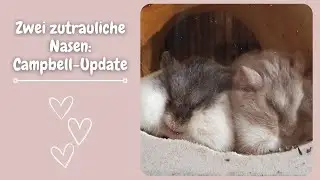 Zwei zutrauliche Nasen: Campbell-Update ♥ | Nana