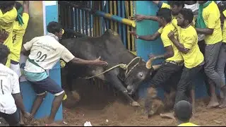 Thatchankurichi Jallikattu 2023 Videos 02 | தச்சங்குறிச்சி ஜல்லிகக்ட்டு 2023 Videos 02