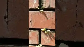 Plants inside brick