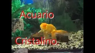 Lavado Correcto de la Pecera o Acuario. Agua Cristalina siempre.