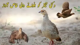 Dakhni Teetar Ko Bulany Wali Awaz | Original Call Sound | Mating Call 2026