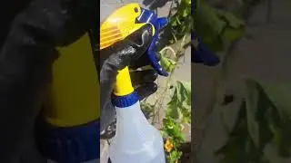 Fighting black aphids in my garden #garden #squashplantation #homegardening