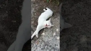 i Харків парк Білий котик Kharkiv Park White Cat Харьков парк Белый котик 07082025