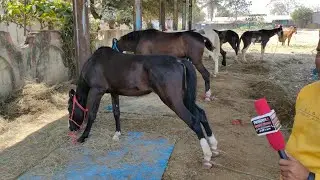 saste ghode in Yeola horse market 2022 | marwadi ghode ghodiya sindhi horses