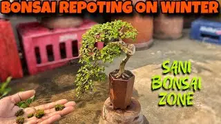 Bonsai Repoting on Winter | Cascade Bonsai | Sani Bonsai Zone 