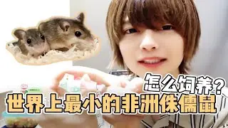 【萌宠小窝】世界上最小的非洲侏儒鼠竟然不能rua！只有硬币大小一定要超级谨慎养育！